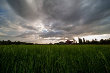 Alor Star, Kedah Malezya 'da geleneksel Malezya evi ve günbatımı ile birlikte dağın arka planında güzel bir pirinç tarlası