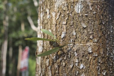 Ağaçtaki genç yeşil bitki. Yeni doğmuş bir bitki. Yeni bir hayata başla..