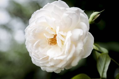 Beyaz çiçek arka planda yükseldi  