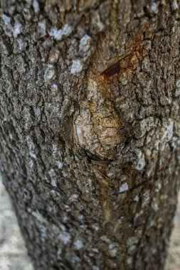 Ağaç kabuğunun arka plan dokusu. Ağacın kabuğunun derisi çatırdıyor..