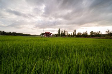 Alor Star, Kedah Malezya 'da geleneksel Malezya evi ve günbatımı ile birlikte dağın arka planında güzel bir pirinç tarlası