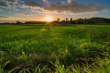 Alor Star, Kedah Malezya 'da geleneksel Malezya evi ve günbatımı ile birlikte dağın arka planında güzel bir pirinç tarlası