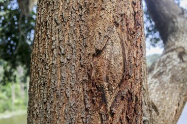 Ağaç kabuğunun arka plan dokusu. Ağacın kabuğunun derisi çatırdıyor..