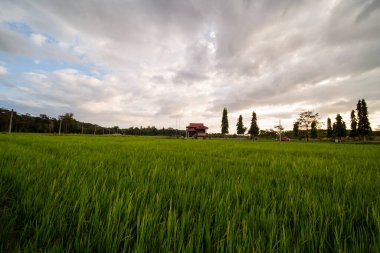 Alor Star, Kedah Malezya 'da geleneksel Malezya evi ve günbatımı ile birlikte dağın arka planında güzel bir pirinç tarlası