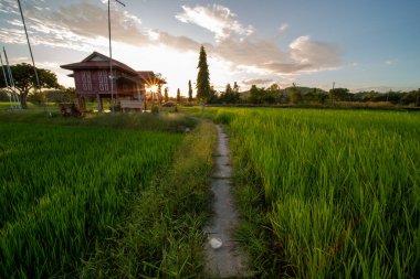 Alor Star, Kedah Malezya 'da geleneksel Malezya evi ve günbatımı ile birlikte dağın arka planında güzel bir pirinç tarlası