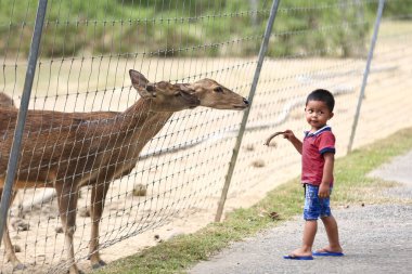 Batık, Kedah Malezya - Aralık 2019 Uum geyik çiftliğinde yabani geyik besleyen çocuk. Çocuklar safari parkında hayvanları besliyor.. 