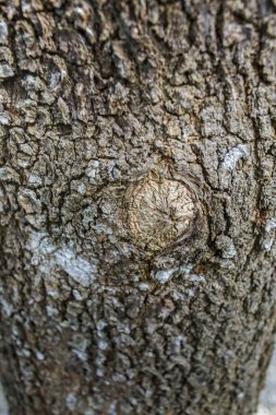 Ağaç kabuğunun arka plan dokusu. Ağacın kabuğunun derisi çatırdıyor..