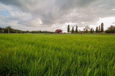 Alor Star, Kedah Malezya 'da geleneksel Malezya evi ve günbatımı ile birlikte dağın arka planında güzel bir pirinç tarlası