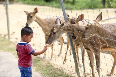 Batık, Kedah Malezya - Aralık 2019 Uum geyik çiftliğinde yabani geyik besleyen çocuk. Çocuklar safari parkında hayvanları besliyor.. 