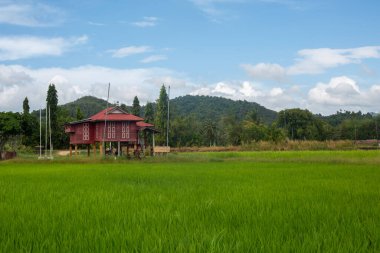 Alor Star, Kedah Malezya 'da geleneksel Malezya evi ve günbatımı ile birlikte dağın arka planında güzel bir pirinç tarlası