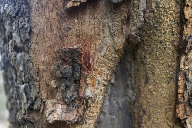 Ağaç kabuğunun arka plan dokusu. Ağacın kabuğunun derisi çatırdıyor..