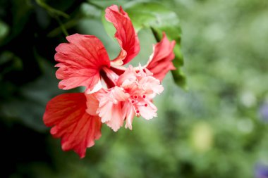 Bahçedeki güzel kırmızı çiçek