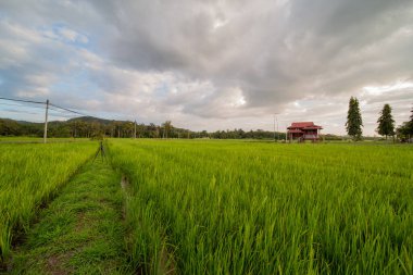 Alor Star, Kedah Malezya 'da geleneksel Malezya evi ve günbatımı ile birlikte dağın arka planında güzel bir pirinç tarlası