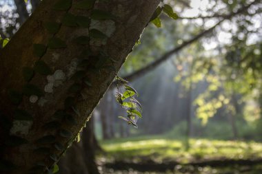 Parktaki ağaçların arkasındaki ışık ışınları.