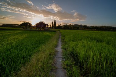 Alor Star, Kedah Malezya 'da geleneksel Malezya evi ve günbatımı ile birlikte dağın arka planında güzel bir pirinç tarlası