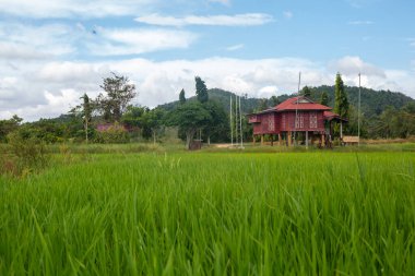 Alor Star, Kedah Malezya 'da geleneksel Malezya evi ve günbatımı ile birlikte dağın arka planında güzel bir pirinç tarlası