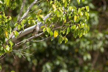 Islak başlı bülbül (Pycnonotus aurigaster), Bulbul familyasından bir kuş türü. Güneydoğu Asya 'da bulunur. Doğal habitatı subtropikal veya tropikal nemlidir.