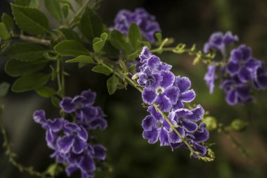 arka plan, üzerine güzel çiçekler yakın çekim