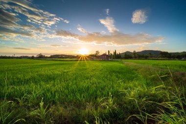 Alor Star, Kedah Malezya 'da geleneksel Malezya evi ve günbatımı ile birlikte dağın arka planında güzel bir pirinç tarlası