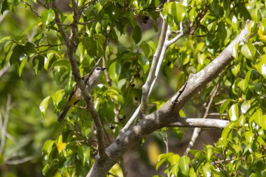 Islak başlı bülbül (Pycnonotus aurigaster), Bulbul familyasından bir kuş türü. Güneydoğu Asya 'da bulunur. Doğal habitatı subtropikal veya tropikal nemlidir.
