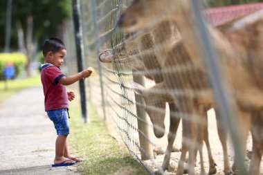 Batık, Kedah Malezya - Aralık 2019 Uum geyik çiftliğinde yabani geyik besleyen çocuk. Çocuklar safari parkında hayvanları besliyor.. 