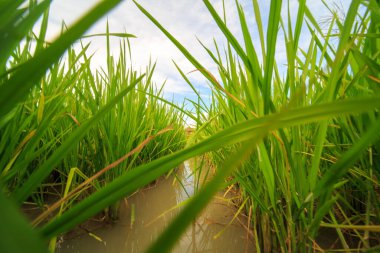 Köy halkı için tatlı su balıkçılığı için yapay balık göletleri.