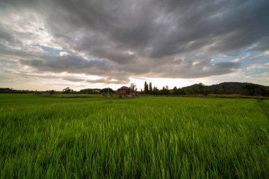 Alor Star, Kedah Malezya 'da geleneksel Malezya evi ve günbatımı ile birlikte dağın arka planında güzel bir pirinç tarlası