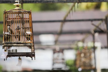Malezya, Kedah, Sintok - Kırmızı bıyıklı bülbül kuşları için gençlik ve spor müfredatı, kültür ve miras sanatı özrü tarafından düzenlenen İşçi Bayramı ile birlikte düzenlenen yarışma