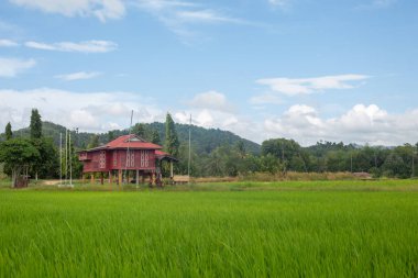 Alor Star, Kedah Malezya 'da geleneksel Malezya evi ve günbatımı ile birlikte dağın arka planında güzel bir pirinç tarlası