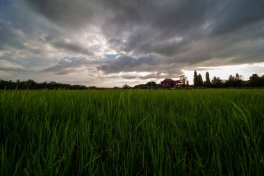 Alor Star, Kedah Malezya 'da geleneksel Malezya evi ve günbatımı ile birlikte dağın arka planında güzel bir pirinç tarlası