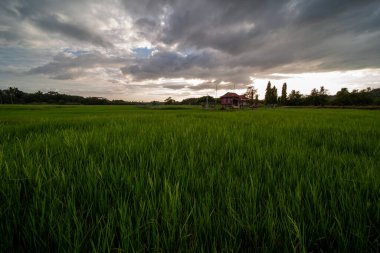 Alor Star, Kedah Malezya 'da geleneksel Malezya evi ve günbatımı ile birlikte dağın arka planında güzel bir pirinç tarlası