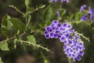 arka plan, üzerine güzel çiçekler yakın çekim