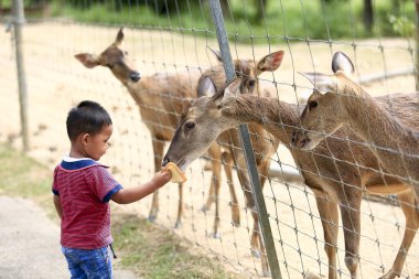 Batık, Kedah Malezya - Aralık 2019 Uum geyik çiftliğinde yabani geyik besleyen çocuk. Çocuklar safari parkında hayvanları besliyor.. 