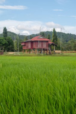 Alor Star, Kedah Malezya 'da geleneksel Malezya evi ve günbatımı ile birlikte dağın arka planında güzel bir pirinç tarlası