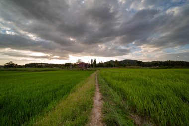 Alor Star, Kedah Malezya 'da geleneksel Malezya evi ve günbatımı ile birlikte dağın arka planında güzel bir pirinç tarlası