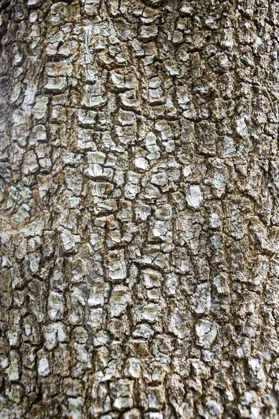 Textura Fondo Corteza Árbol Piel Corteza Árbol Que Rastrea Agrietamiento — Foto de Stock