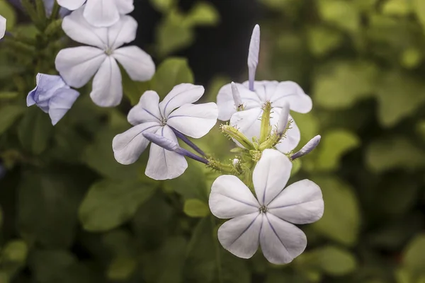 Bellissimi Fiori Sfondo Vicino — Foto Stock