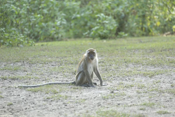 Affe Lebt Einem Natürlichen Wald Malaysia — Stockfoto