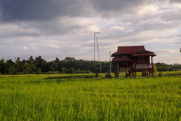Красивое Степное Рисовое Поле Горном Фоне Традиционным Малайским Домом Закатом — стоковое фото