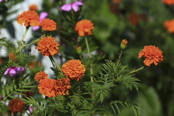 Crisantemo Arancione Fiori Giardino — Foto Stock