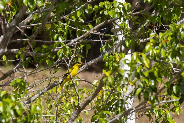 Hermoso Pájaro Amarillo Rama Del Árbol Entre Hojas Verdes Oriolus —  Fotos de Stock