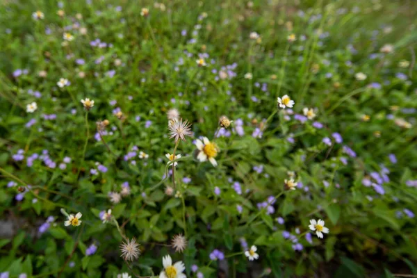 Primo Piano Fiori Selvatici Con Sfondo Sfocato — Foto Stock