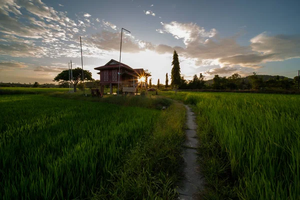 Bella Risaia Gradini Sfondo Montano Con Tradizionale Casa Malese Tramonto — Foto Stock