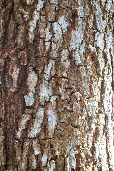 나무껍질의 갈라진 추적하는 나무의 껍질을 — 스톡 사진