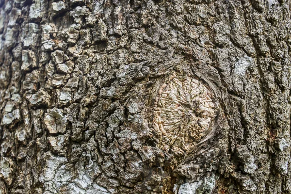 树皮的背景纹理 剥去树皮 树皮上有裂缝的痕迹 — 图库照片