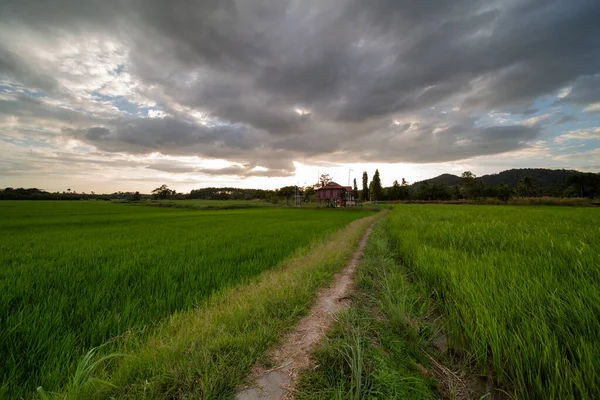 Bella Risaia Gradini Sfondo Montano Con Tradizionale Casa Malese Tramonto — Foto Stock