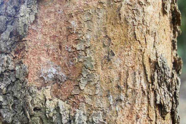 Textura Fondo Corteza Árbol Piel Corteza Árbol Que Rastrea Agrietamiento — Foto de Stock