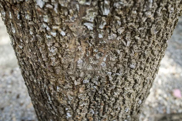 Background Texture Tree Bark Skin Bark Tree Traces Cracking — Stock Photo, Image