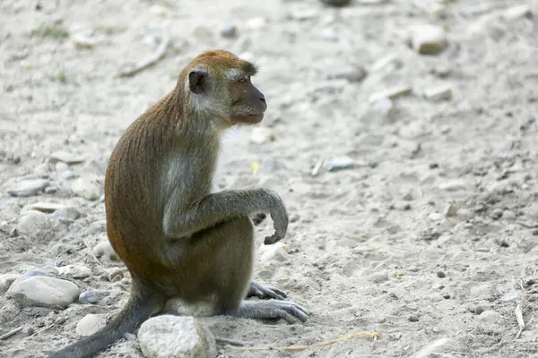 Monkey Lives Natural Forest Malaysia — Stock Photo, Image