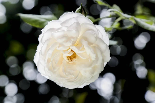 Flor Blanca Rosa Sobre Fondo — Foto de Stock